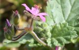 Erodium malacoides. Верхушка побега с соцветием. Израиль, г. Кармиэль, газон в городском парке. 13.02.2011.
