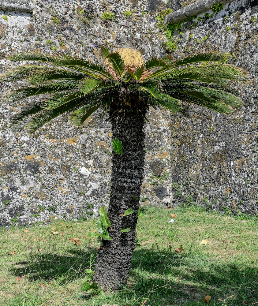 Изображение особи Cycas revoluta.