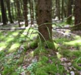 Изображение особи. Автор - Григорий Токарев