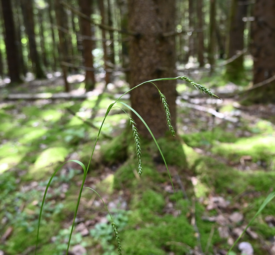 Изображение особи Carex sylvatica.