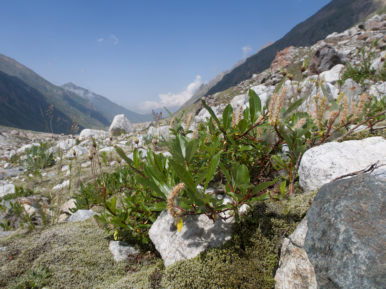 Изображение особи род Salix.