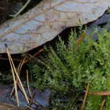 Изображение особи. Автор - Александр Козловских