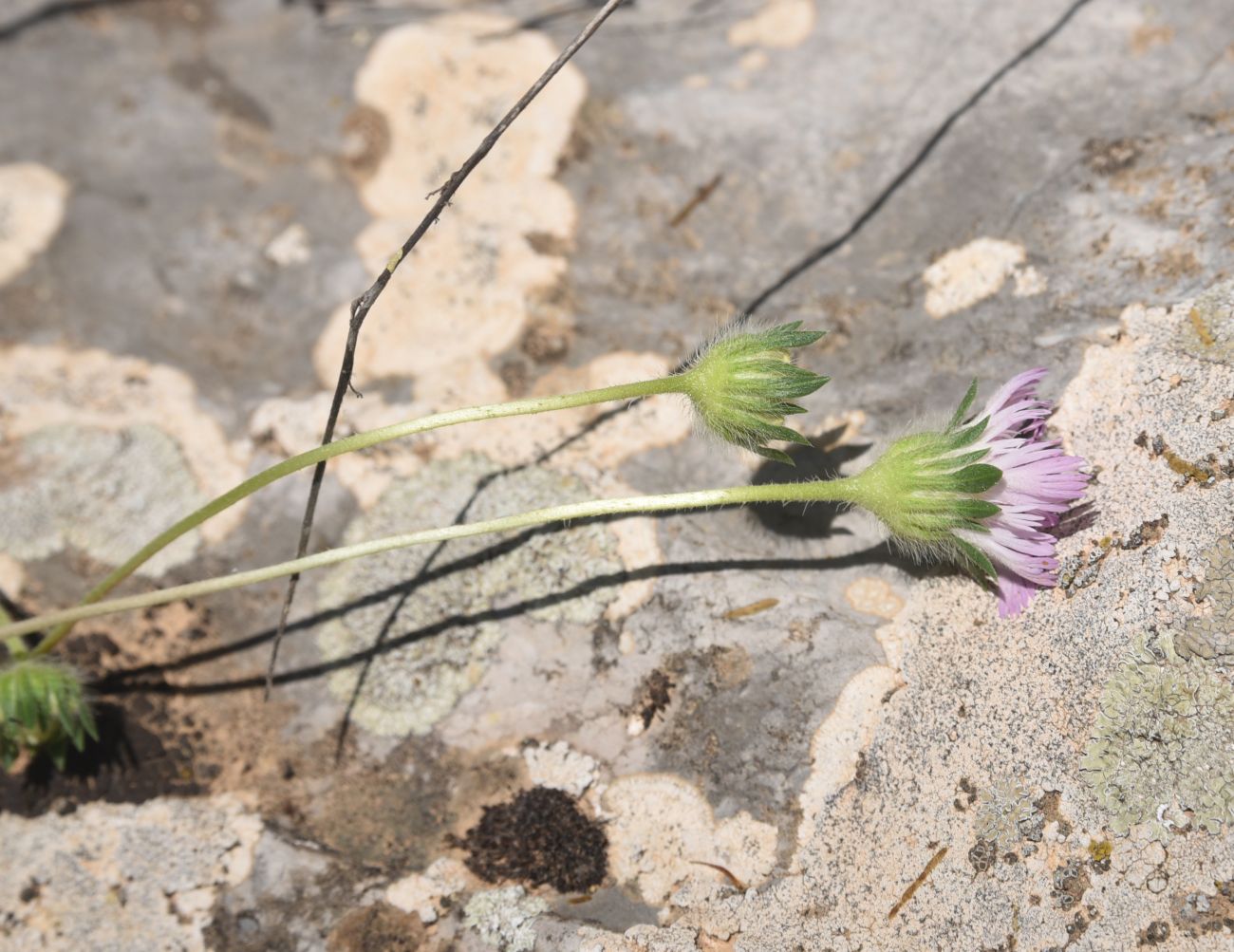 Image of Unknown species specimen.