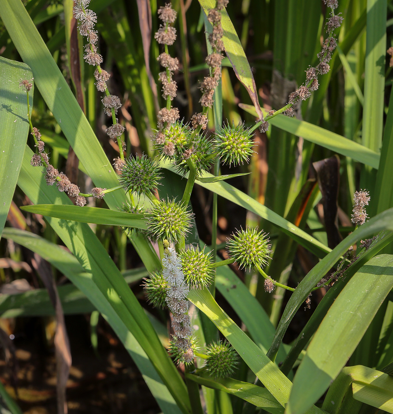 Image of Sparganium erectum specimen.