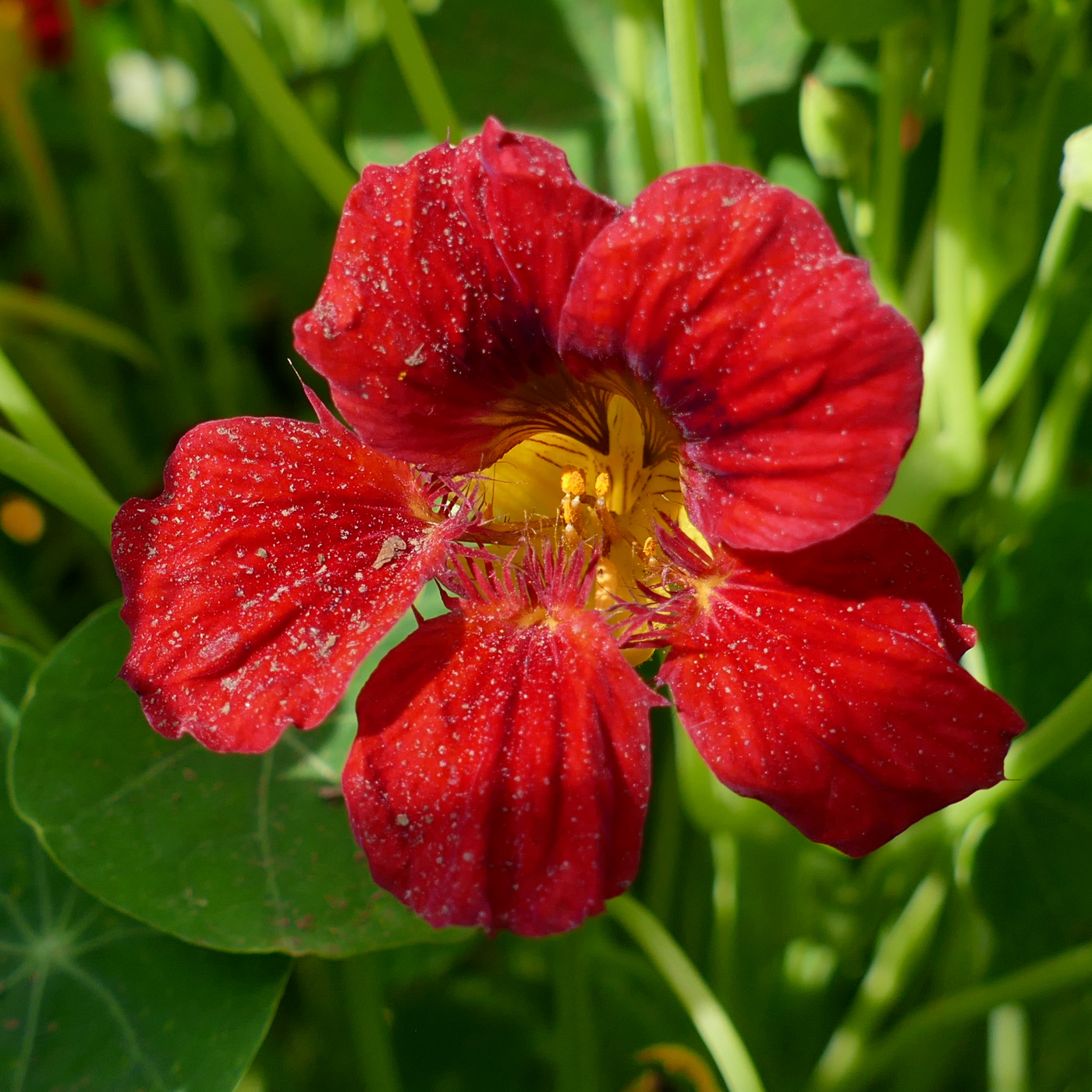 Image of Tropaeolum majus specimen.