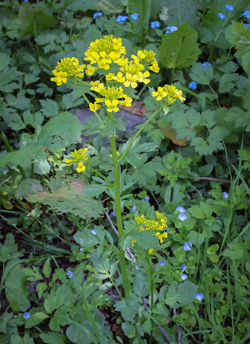 Image of Barbarea arcuata specimen.