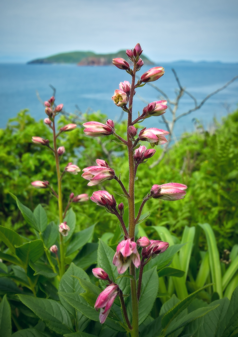 Изображение особи Dictamnus dasycarpus.