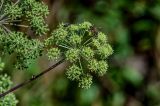 Archangelica officinalis. Соцветия с кормящимися пчелой и жуком(?). Калининградская обл., Гвардейский р-н, пос. Знаменск, устье р. Лава, окраина ивняка. 02.07.2025.