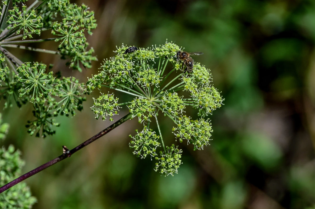Image of Archangelica officinalis specimen.