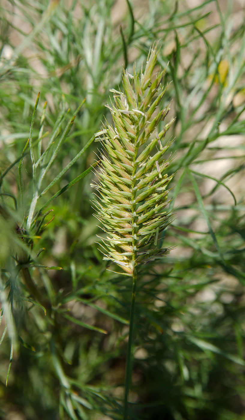 Image of Agropyron pectinatum specimen.