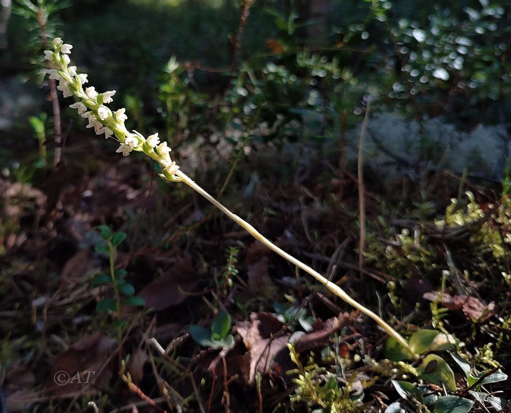 Изображение особи Goodyera repens.