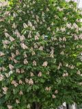 Aesculus hippocastanum. Часть кроны цветущего растения. Волгоград, бул. Энгельса 36, озеленение. 15.05.2026.