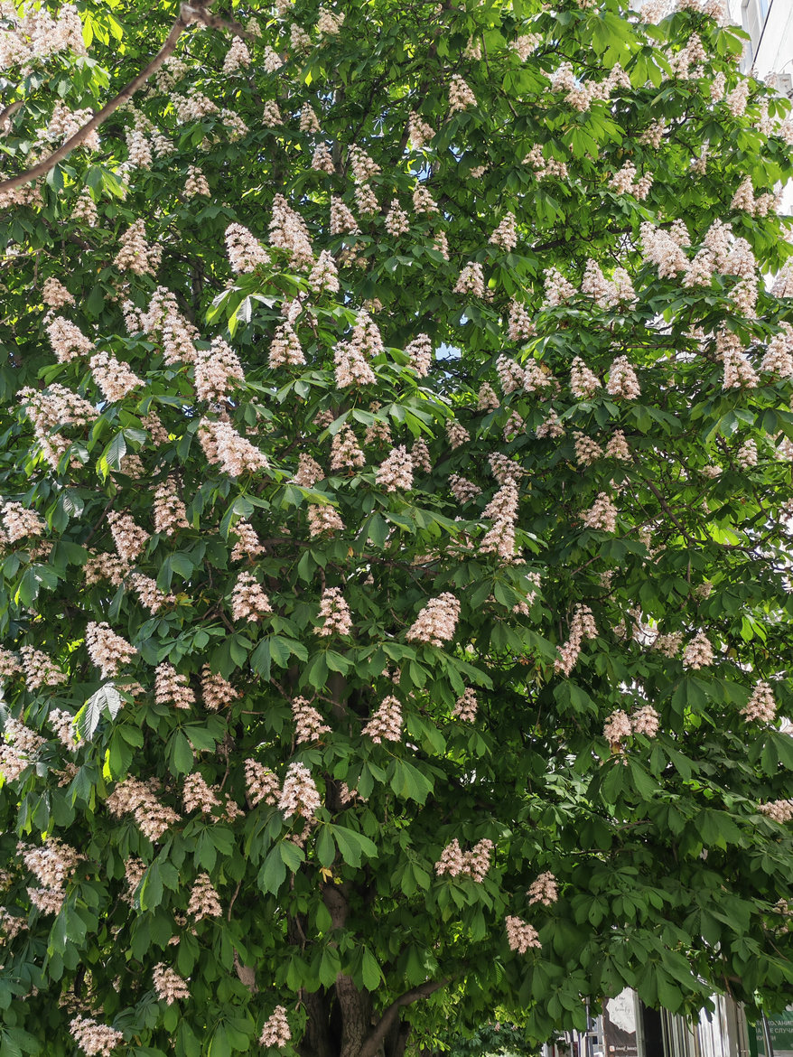 Изображение особи Aesculus hippocastanum.