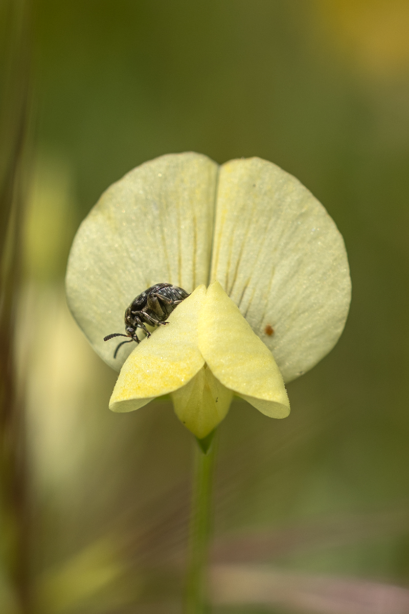Image of Lathyrus aphaca specimen.
