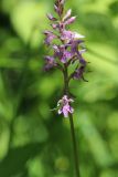 genus Dactylorhiza. Нижняя часть соцветия. Ленинградская обл., Кировский р-н, пос. Дачное, в траве под деревьями. 19.06.2026.
