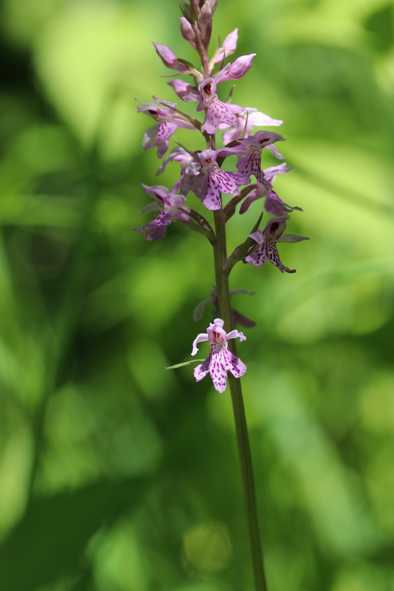 Image of genus Dactylorhiza specimen.