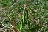 familia Cyperaceae. Цветущее растение. Грузия, край Самцхе-Джавахети, Ниноцминдский муниципалитет, юго-восточный склон горы Патара-Абули, окр. крепости Кероглы, выс. ок. 2450 м н.у.м. 7 июня 2026 г.