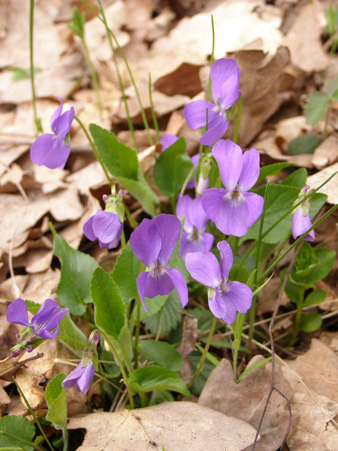 Image of Viola hirta specimen.