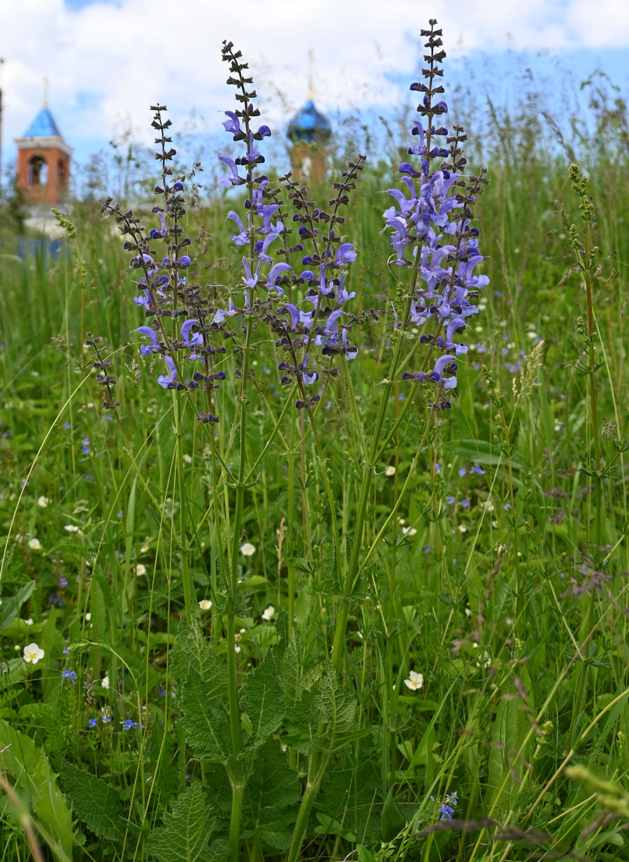 Изображение особи Salvia pratensis.