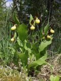 Cypripedium calceolus. Цветущее растение. Ленинградская обл., Ломоносовский р-н, окр. пос. Глядино, сырой луг на известняке. 7 июня 2026 г.