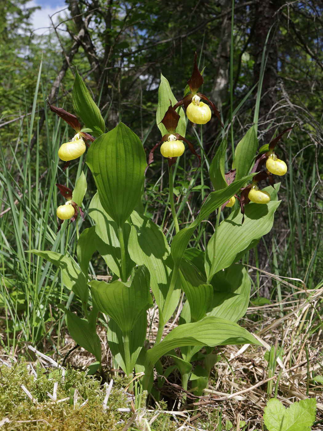 Изображение особи Cypripedium calceolus.