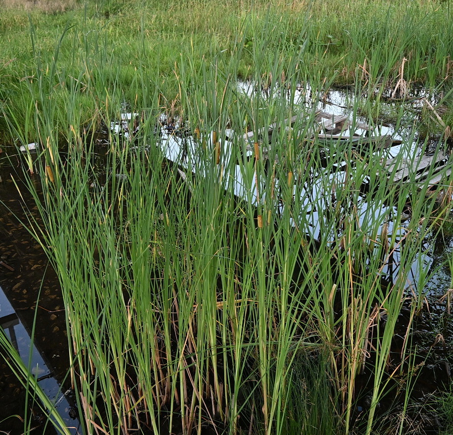 Изображение особи Typha laxmannii.