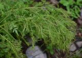 Cardamine impatiens