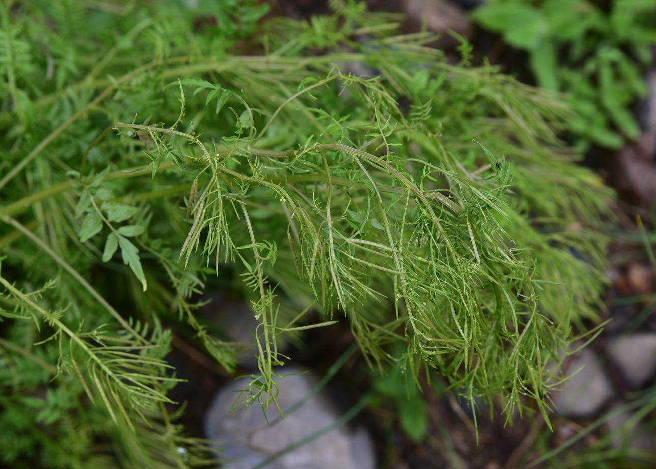 Изображение особи Cardamine impatiens.