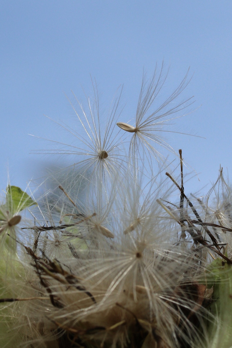 Image of Cirsium oleraceum specimen.