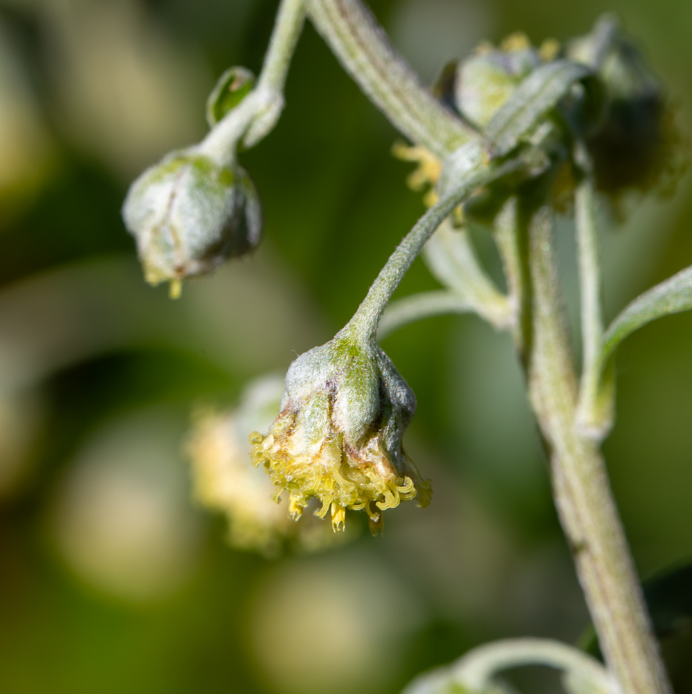 Image of Artemisia lagocephala specimen.
