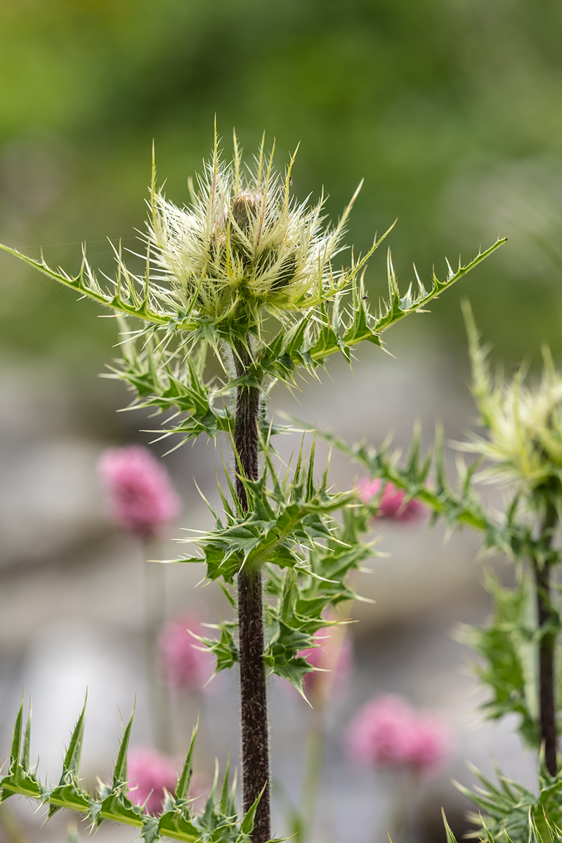 Изображение особи Cirsium obvallatum.