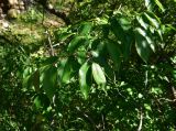 unknown species. Веточка. Турция, ил Артвин, окр. храма Отхта, на искусственной террасе, заросли. 13 июня 2026 г.