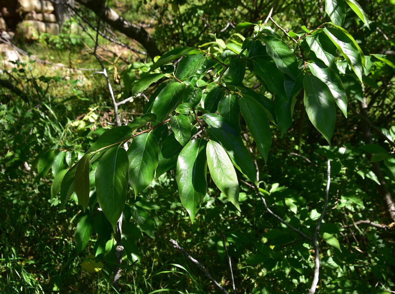 Image of genus Diospyros specimen.