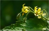 Lycopersicon esculentum. Соцветие. Московская обл., Раменский р-н, окр. дер. Хрипань, садовый участок. 10.07.2026.