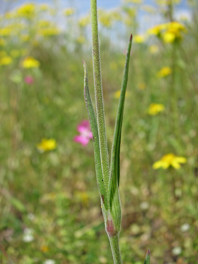 Image of Pleconax subconica specimen.