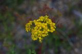 Hypericum scabrum. Соцветие. Турция, ил Артвин, р-н Юсуфели, выше дер. Гюльпынар, выс. 1745 м н.у.м., открытое место на склоне. 13 июня 2026 г.