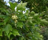 Acer buergerianum. Ветвь плодоносящего дерева. Краснодарский край, г. Сочи, парк \"Дендрарий\". 17.08.2026.