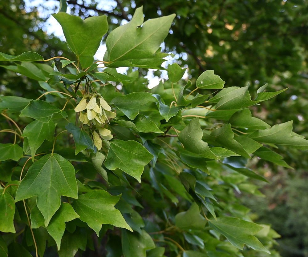 Image of Acer buergerianum specimen.