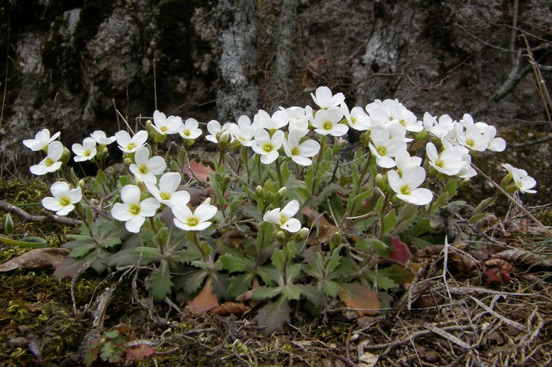 Изображение особи Arabis caucasica.