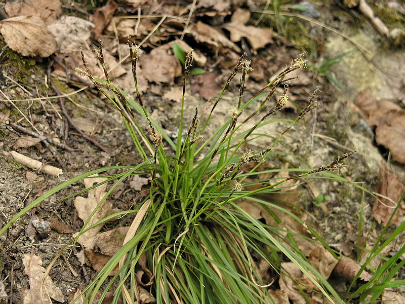 Изображение особи Carex digitata.