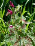 Geranium phaeum. Цветущее растение (высота около 35 см). Украинские Карпаты, Свалявский район, опушка леса у с. Солочин. 21 мая 2011 г.