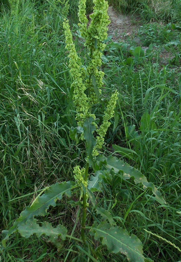 Изображение особи Rumex patientia ssp. orientalis.