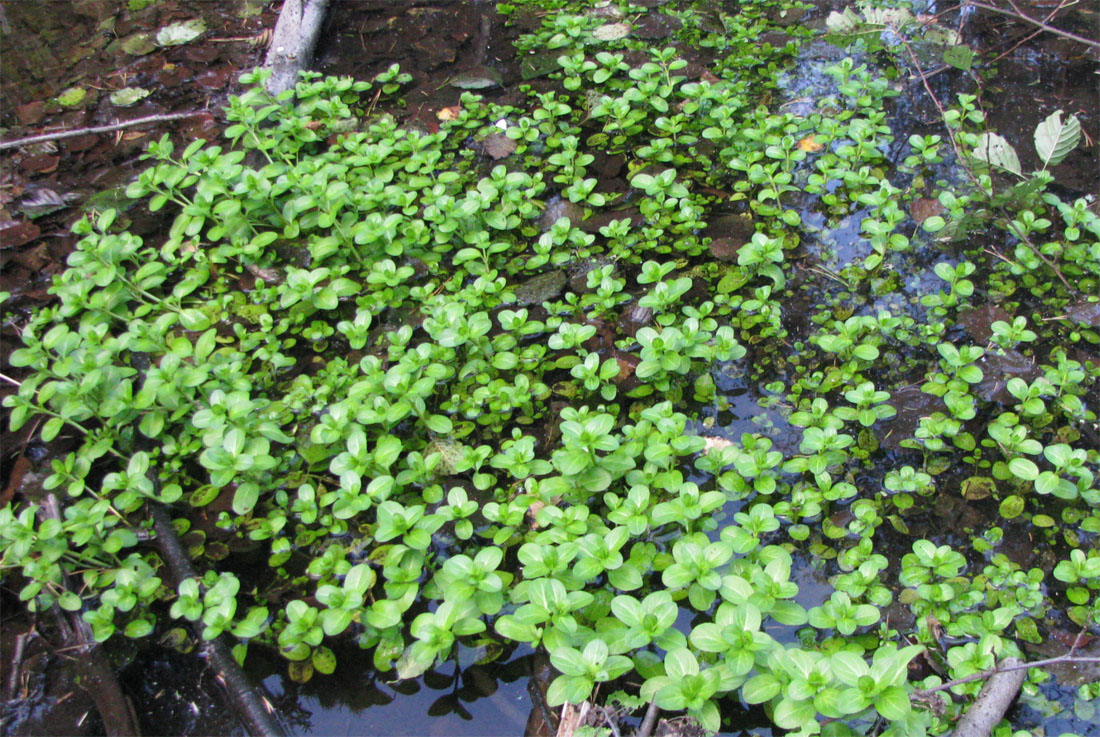 Image of Veronica beccabunga specimen.