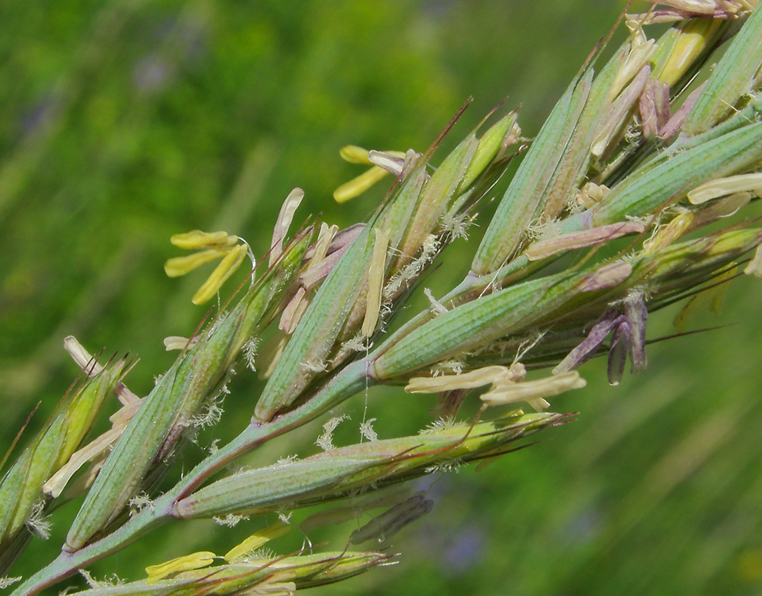 Изображение особи Elytrigia repens.