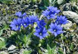 Gentiana dshimilensis