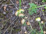 Anthyllis macrocephala. Верхушки побегов с соцветиями. Курская обл., Железногорский р-н, с. Гнань, 5-й отвал вскрышных пород МГОКа. 5 июля 2008 г.