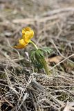 Eranthis longistipitata