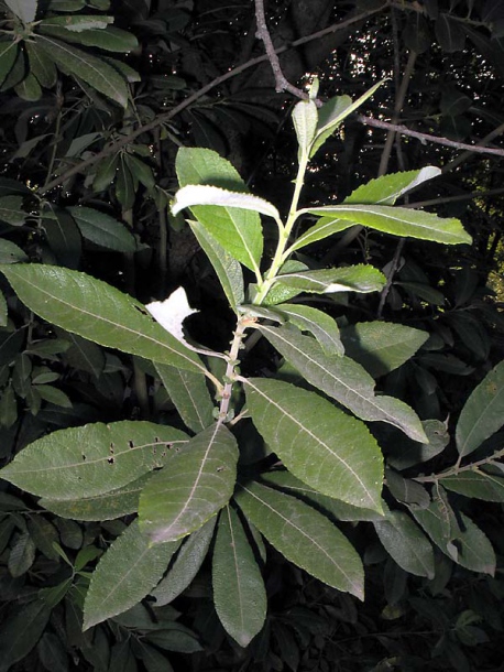 Image of Salix &times; reichardtii specimen.
