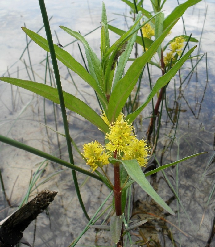 Изображение особи Naumburgia thyrsiflora.