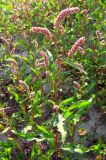 Persicaria maculosa